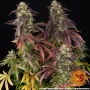 Насіння конопель Lemon Cherry Gelato від Barney's Farm